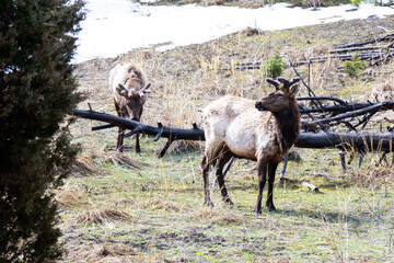 Elks in Velvet