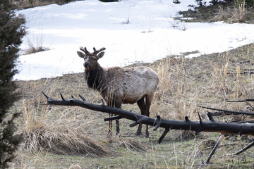 Elk Near Snow