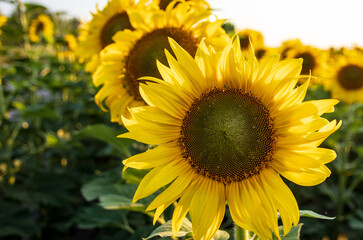 Obraz premium Close up of sunflower flower on field background