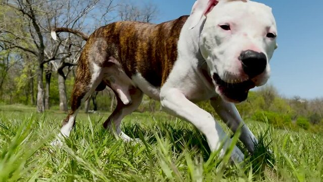 american staffordshire terrier plays with his toy. Outdoor dog training