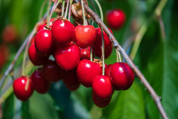 Close-up of ripe, juicy red cherries from the Rheingau/Germany just before harvest