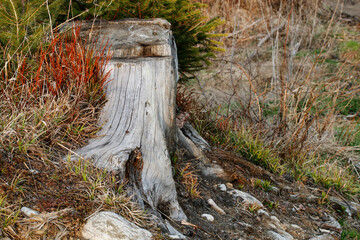 An old tree trunk among the plants in the forest.