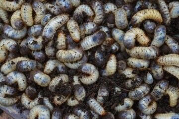  closeup of cockchafer grubs in compost