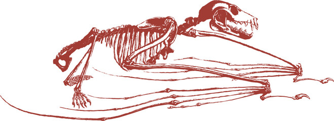 Squelette animal, vecteur pour conception graphique.  - obrazy, fototapety, plakaty