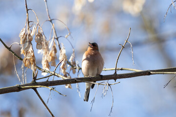 Common chaffinch sits on a tree branch and sings
