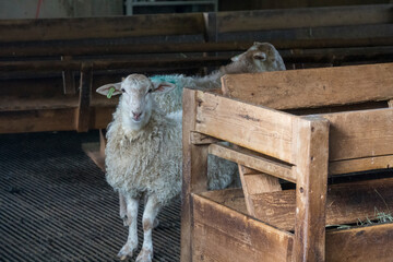 Rural landscape with sheep in barn  Urdax Batzan valley Navarre Spain
