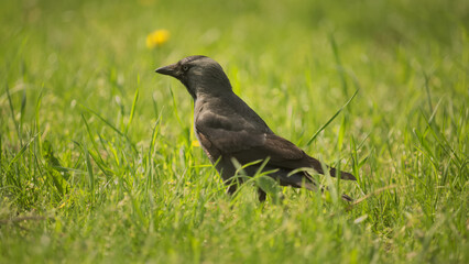 Jackdaw on the grass