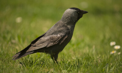 Jackdaw on the grass
