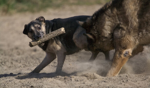 Fototapeta The dogs are playing