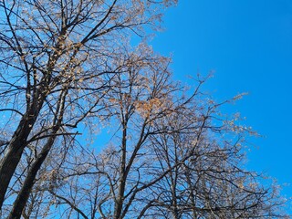 Row of trees with leaves on branches