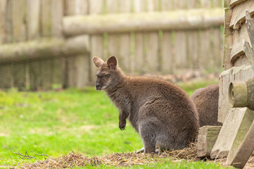 Portrait of a wallaby in an enclosure - obrazy, fototapety, plakaty