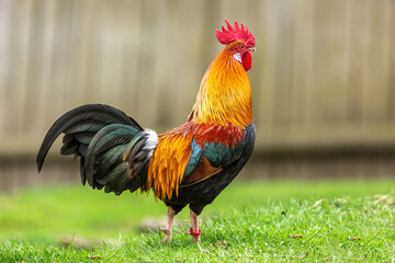 Poultry keeping: Portrait of a pretty dwarf rooster in an enclosure outdoors