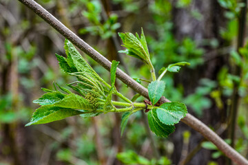 Young leaves of elderberry .