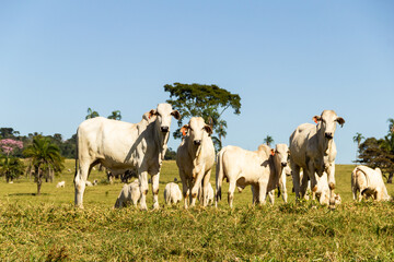 Paisagem de beira de estrada no Brasil com gado comendo grama verde em um dia com céu claro. Paisagem rural no interior do Brasil. Rodovia GO-060.