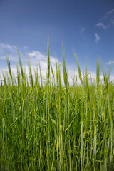 green growing wheat field with blue sky and cloud
