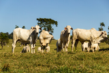 Obraz premium Paisagem de beira de estrada no Brasil com gado comendo grama verde em um dia com céu claro. Paisagem rural no interior do Brasil. Rodovia GO-060.