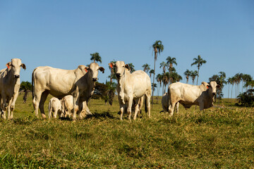 Fototapeta na wymiar Paisagem de beira de estrada no Brasil com gado comendo grama verde em um dia com céu claro. Paisagem rural no interior do Brasil. Rodovia GO-060.