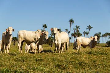 Naklejka na ściany i meble Paisagem de beira de estrada no Brasil com gado comendo grama verde em um dia com céu claro. Paisagem rural no interior do Brasil. Rodovia GO-060.