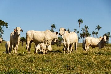Obraz premium Paisagem de beira de estrada no Brasil com gado comendo grama verde em um dia com céu claro. Paisagem rural no interior do Brasil. Rodovia GO-060.