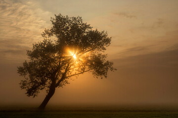 Tree in a misty landscape near Wijngaarden