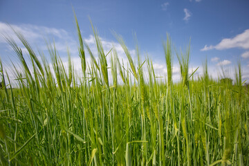 Obraz premium green growing wheat field with blue sky and cloud