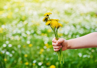 Child hand is holding a flower yellow dandelions on the background of blurred meadow with blooming...