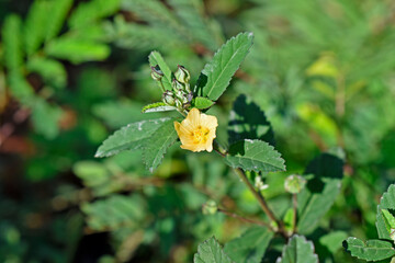 Arrowleaf sida or rhombus-leaved sida flower (Sida rhombifolia)