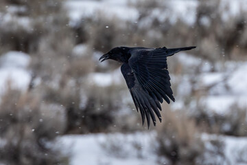 A raven in flight over the Lamar Valley at Yellowstone