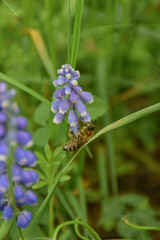 flowers in the garden