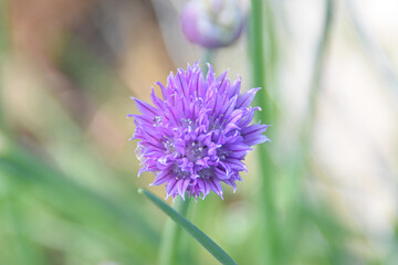 thistle flower