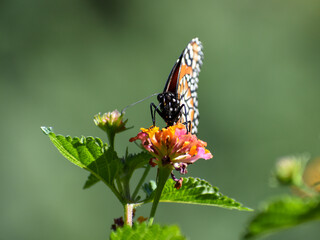 Southern monarch butterfly (Danaus erippus)