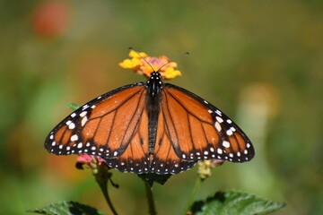 Southern monarch butterfly (Danaus erippus)