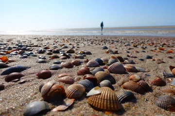 Foto op Plexiglas Many shells in the Netherlands © Vincent Andriessen