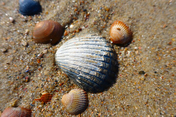 Many shells in the Netherlands