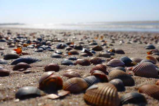 Many shells in the Netherlands