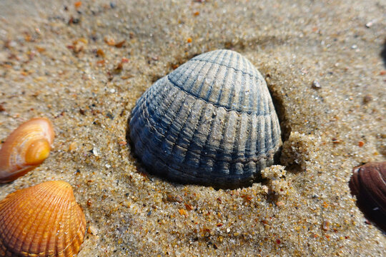 Many shells in the Netherlands