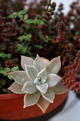 Pot with succulent plant. Low watering plants. Succulent garden. Outdoor garden. Nature. Gardening.	