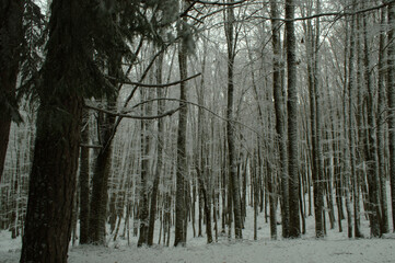 Foresta Alberata Innevata - Sila - Calabria - Catanzaro