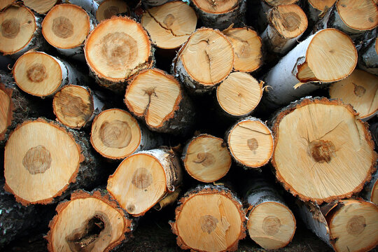 Birch firewood in nature