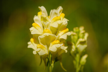 Common Toadflax yellow flower