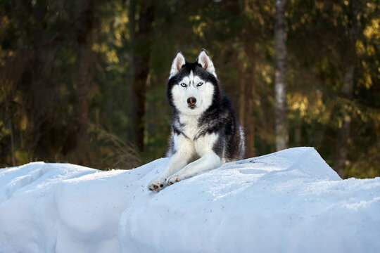 Cute husky dog lies on the snow in winter forest. Portrait of noble husky dog on the background of a coniferous forest.