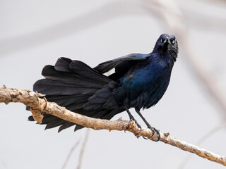 A Great-tailed Grackle with wet feathers and a fanned out tail looking at the viewer against a soft white background.