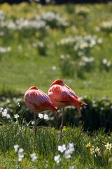 pink flamingo in zoo