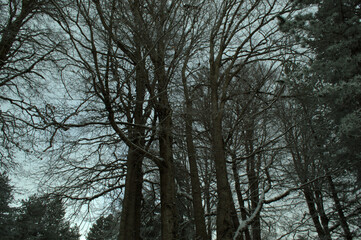 Fronde Alberate Innevate - Sila - Calabria - Catanzaro
