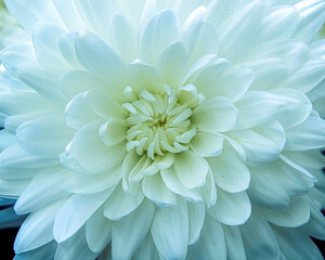 Obraz premium Bright white florists daisy looking to the sun