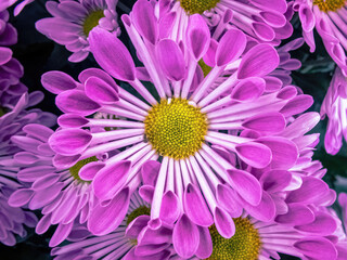 A purple plant surrounded by purple plants