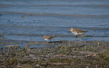 wasser, see, bird, cygnus, landschaft, natur, winter, 