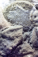 Dangerous mold, bacteria close-up. Concept of dampness, moisture, dust, respiratory problems with allergies, soft focus