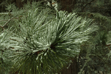  Fronde Innevate di Pino - Sila - Calabria - Catanzaro