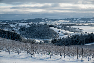 Fototapeta na wymiar A dusting of winter snow covers the hills and vineyard in this Oregon view, cloudy sky and rows of vines adding texture. 